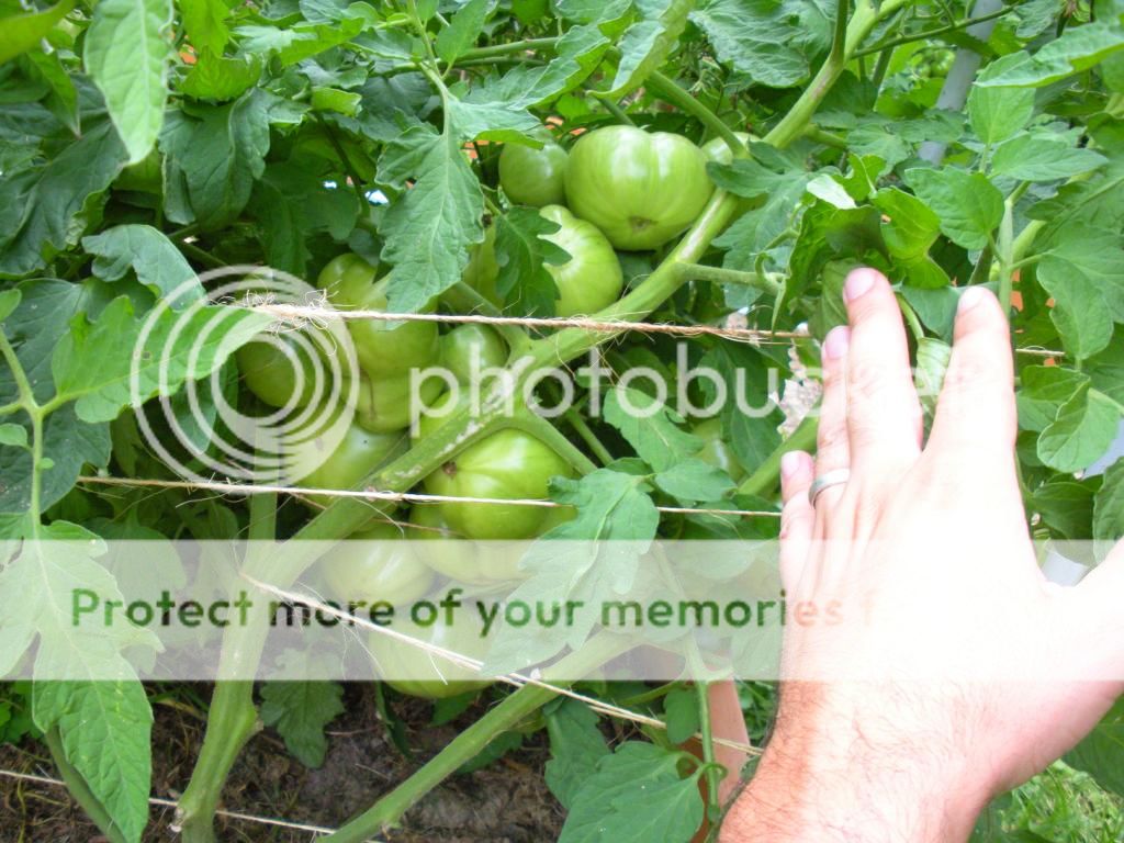  photo Garden8-6-13031.jpg